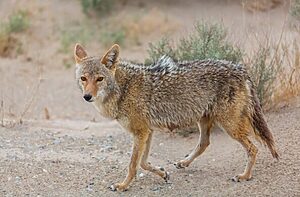 Coyote Dogs