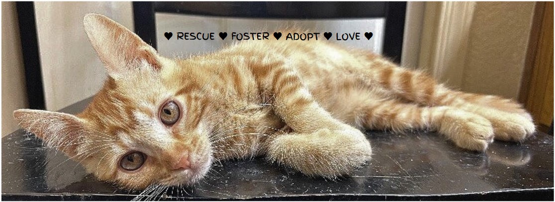 Donate Now! - Anthem Pets Animal Rescue