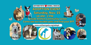 A group of pets is waiting for their FURever home.