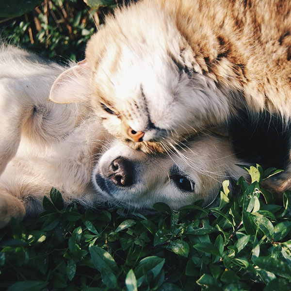 cat snuggling with dog on grass