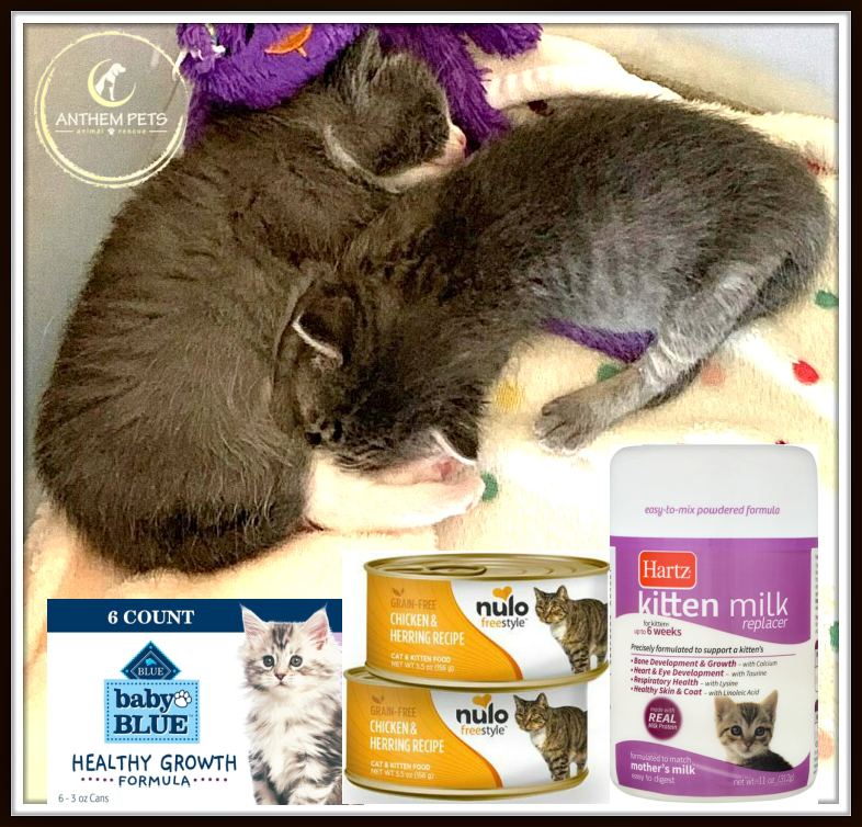 Save the kittens Anthem Pets Animal Rescue
