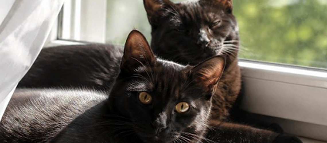 Black cats