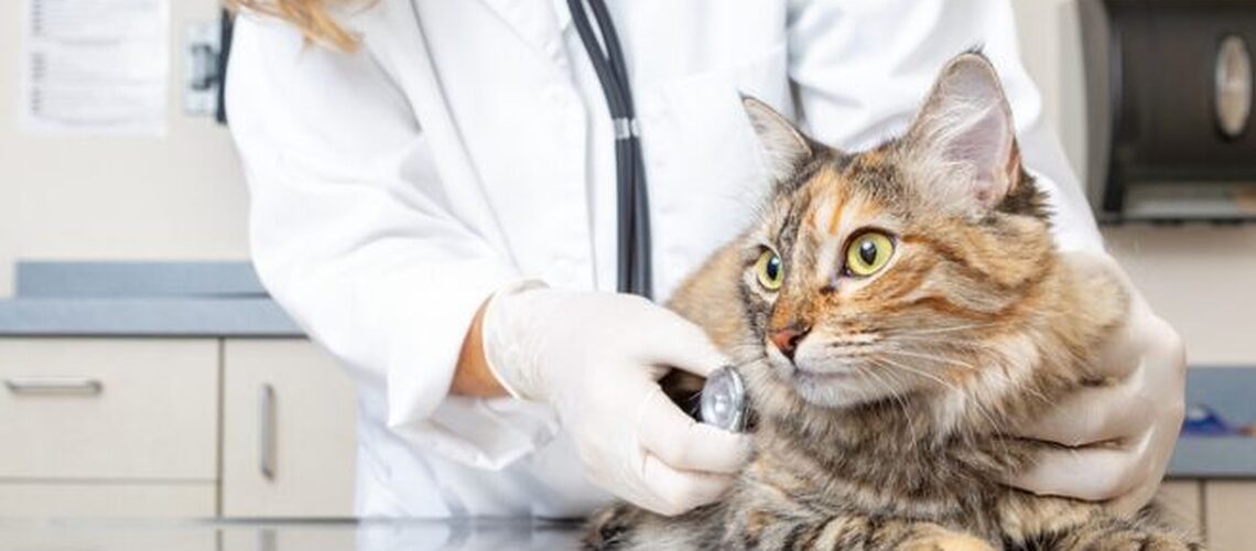Blog Cat Vet