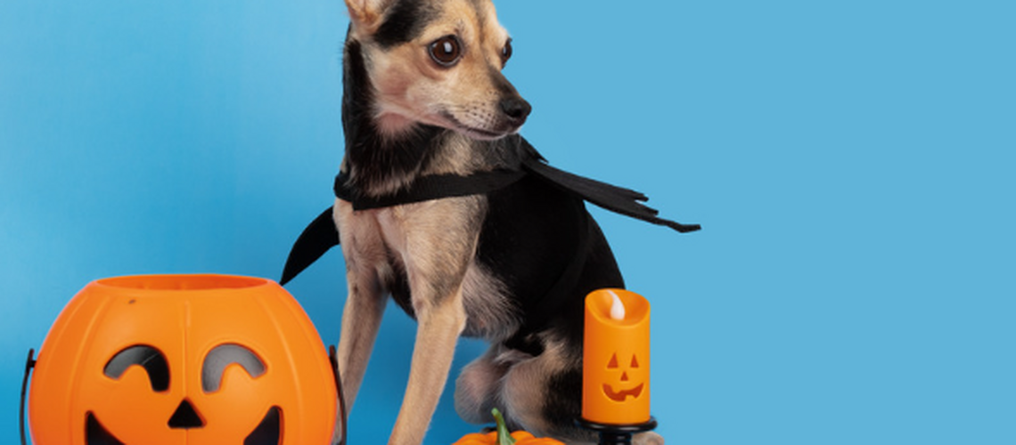 Blog Pumpkin Dog