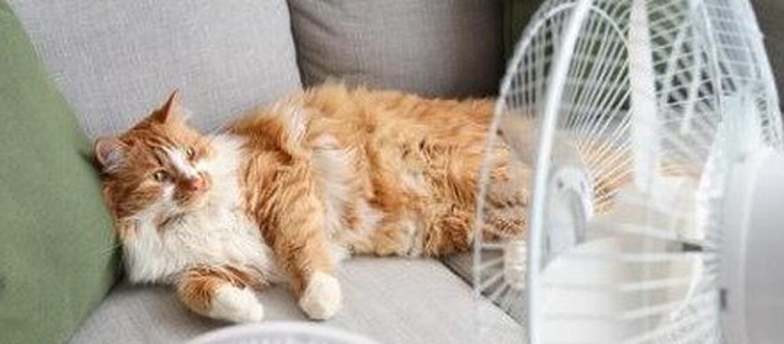 Cat Fans