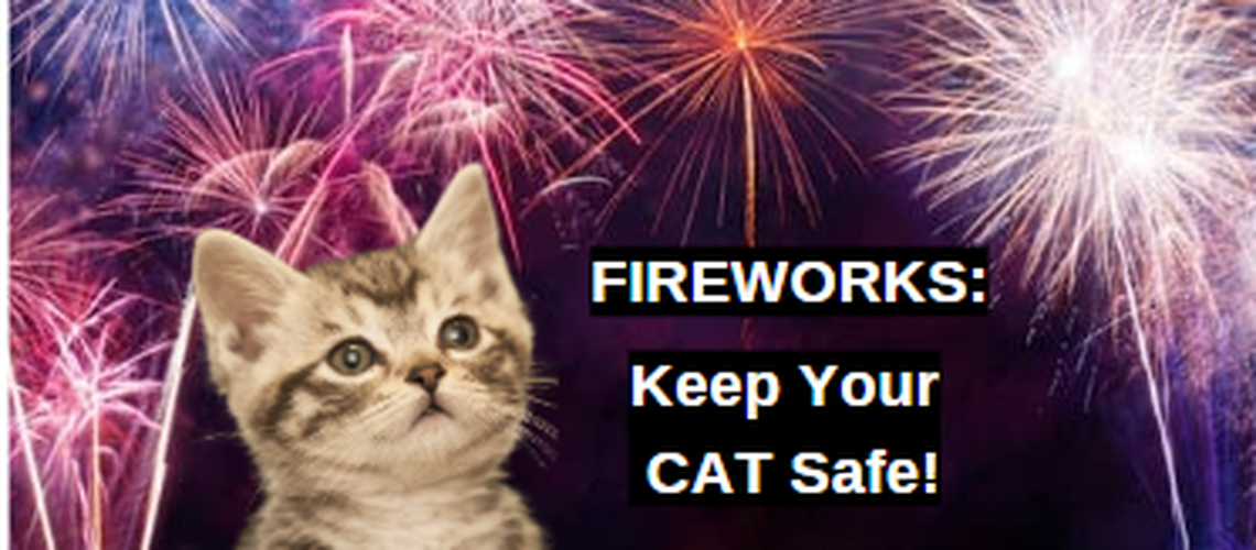 Cat Fireworks