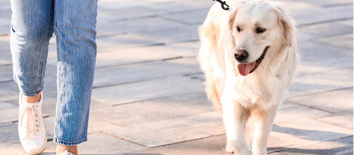 Dog Hot Asphalt 2