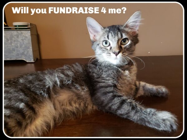 Fundraise 1