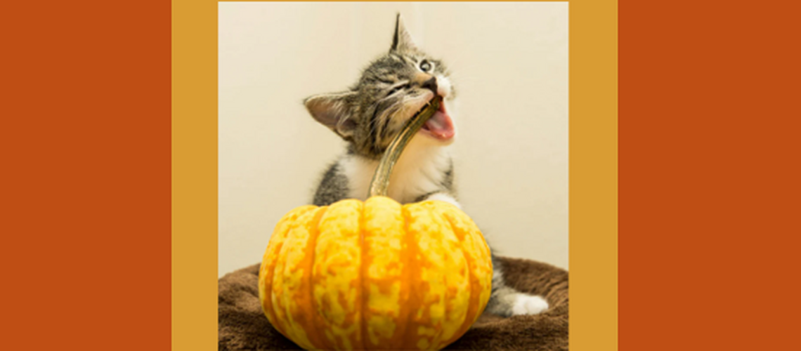 Halloween 2026