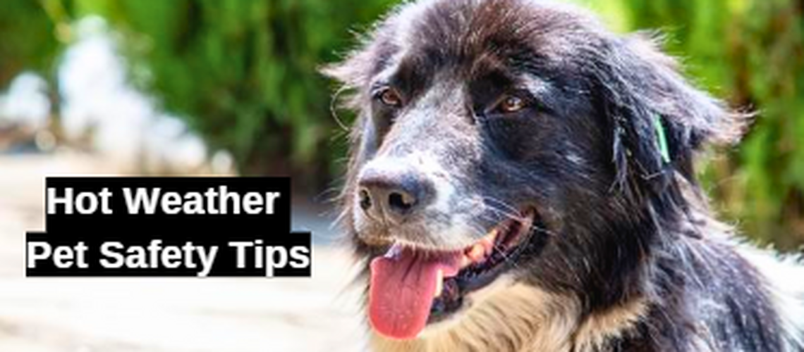 Hot Weather Tips