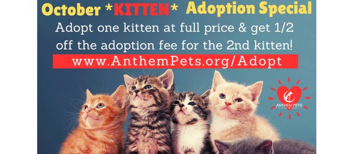 Kitten BOGO Oct 2023 Website 2
