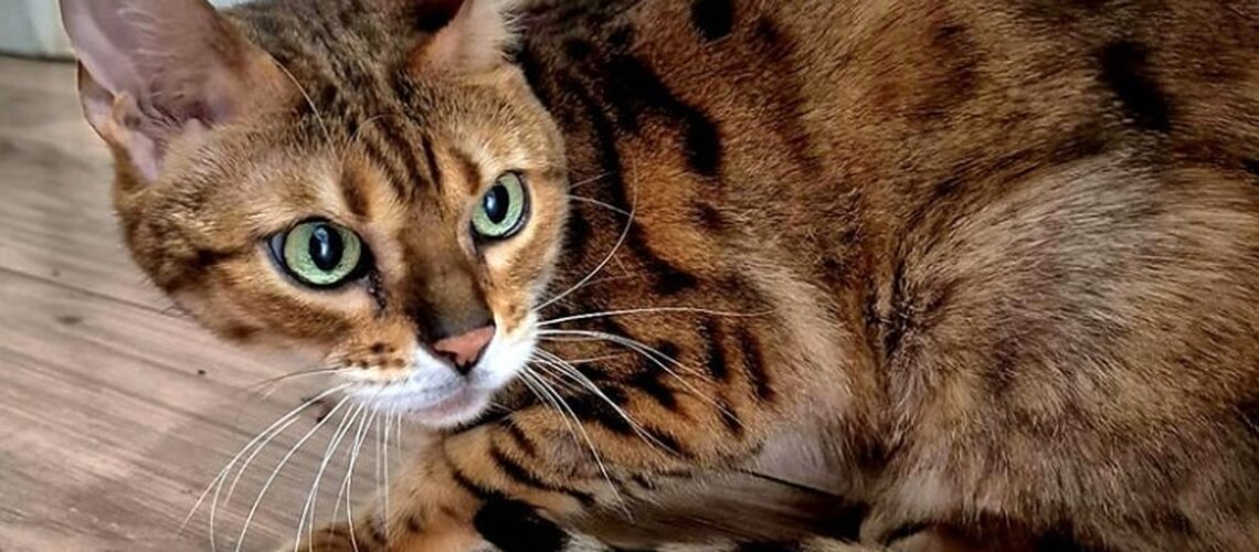 Lost Cat Promo.2jpg