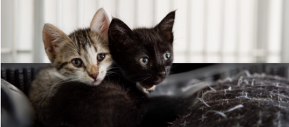 Two Kittens