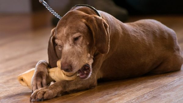 anthem-pets-dog-chew anthem-pets-dog-chew