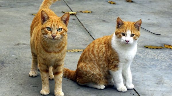 anthem-pets-two-cats anthem-pets-two-cats