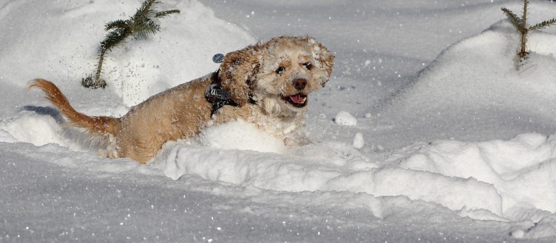 dog-in-the-snow-1483456_1920